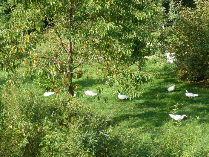 V�h�ad z okna do zelene z�hrady