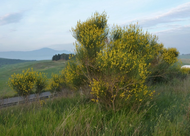 M�jov� ginestra