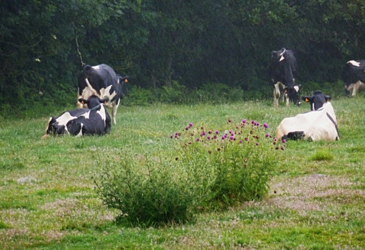 B�vame na farme